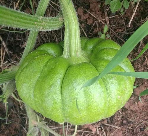 吃瓜姜姜,揭秘娱乐圈背后的甜蜜与苦涩