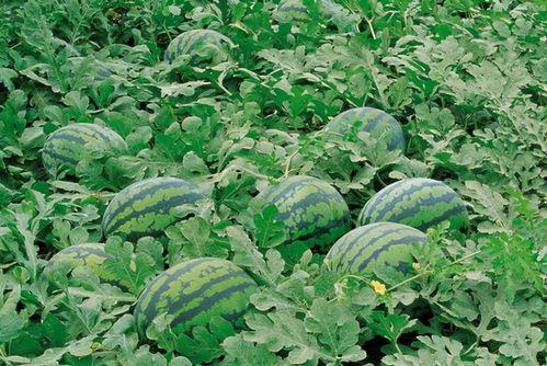 田埂吃瓜照片大全,夏日田园美味瞬间