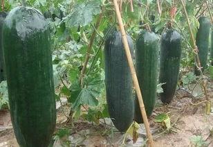 大红瓜怎么吃,解锁美味新体验