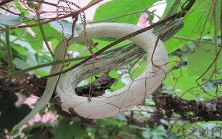 吃蛇瓜视频,视频揭秘其独特魅力与食用方法