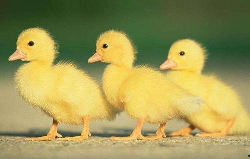 网友爆料鸭肠视频播放,揭秘幕后真相