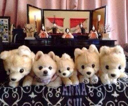 网红狗玩偶,萌宠界的明星爆款