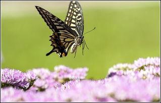 蝴蝶在线观看,一场视觉与心灵的奇幻之旅