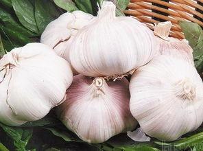 今日头条大蒜生产区,丰收背后的种植奥秘