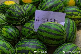 中午吃瓜可以吗,揭秘中午吃瓜的养生奥秘