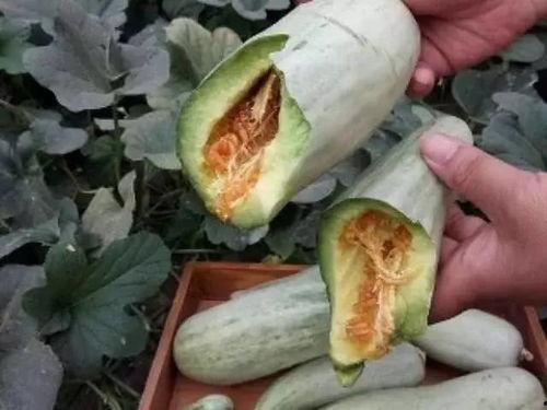 红瓜可以吃嘛孕妇