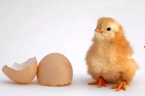 网红小鸡排图片欣赏,诱人美味，视觉盛宴