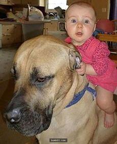 宠物图片微头条,捕捉宠物日常的可爱瞬间